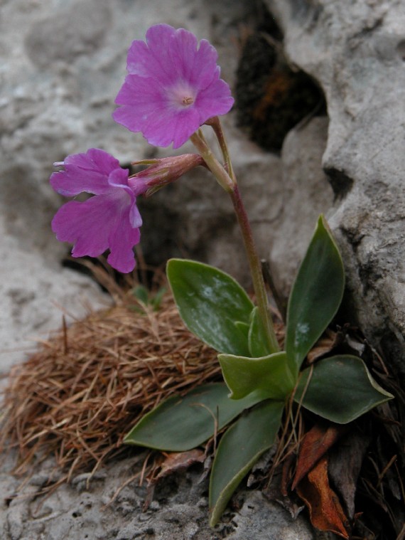 Primula glaucescens / Primula glaucescente